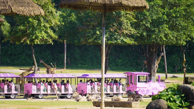 4万公里 ，，，，，，，100%出勤率！letou国际米兰官网旅行车助力长隆打造陶醉式生态之旅