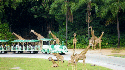 4万公里 ，，，，，，，100%出勤率！letou国际米兰官网旅行车助力长隆打造陶醉式生态之旅